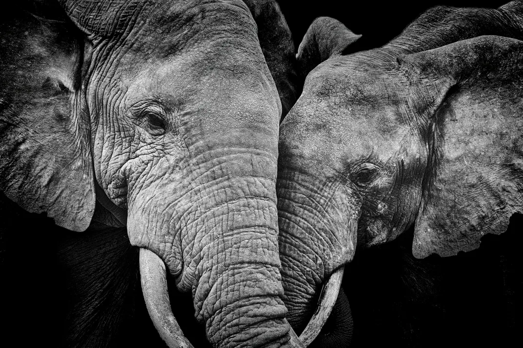 8 - Two elephants head-to-head form a heart.