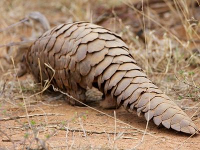 Scaly, ant-eating mammals, pangolins curl up when they're scared. 