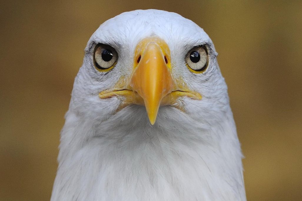 Eagle Eyes Binocular