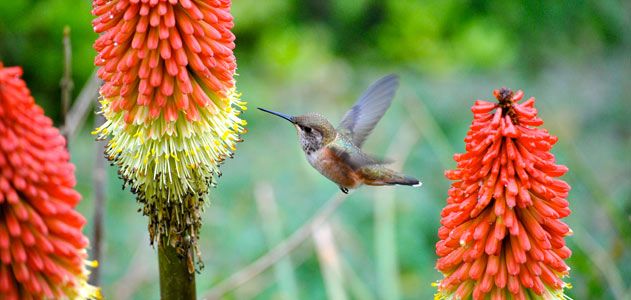A rufous hummingbird preparing to feed at a torch lily.