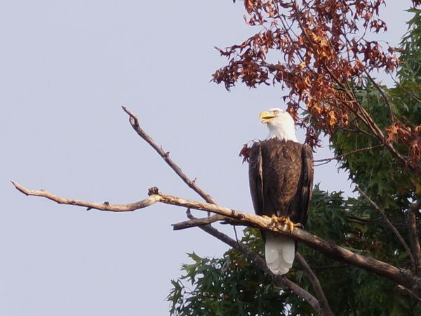 Bald Eagle while kayaking in a lake in Illinois. thumbnail