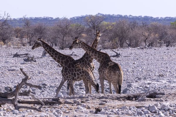 3 giraffes in Etosha National Park thumbnail