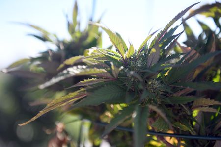 Illegal cannabis operations often use pesticides excessively, but legal growers are not immune to a sizable environmental impact either.