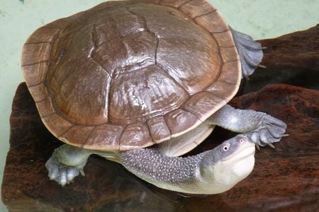 Chelodina mccordi, hunted to near extinction for the pet trade. 