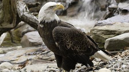 Many of the animals along the American Trail, including the bald eagle, are part of a conservation comeback.
