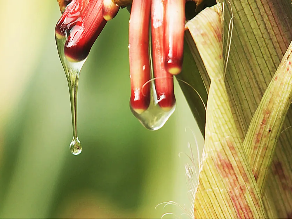 Aerial_Roots_small.jpg