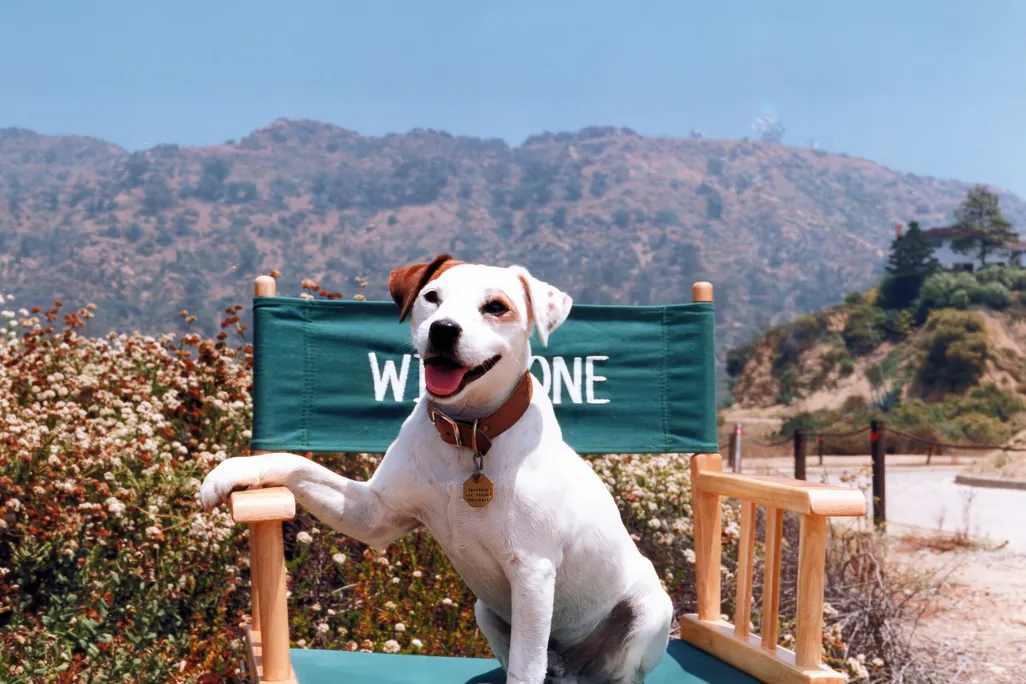 Jack Russel terrier playing Wishbone sitting in director's chair.
