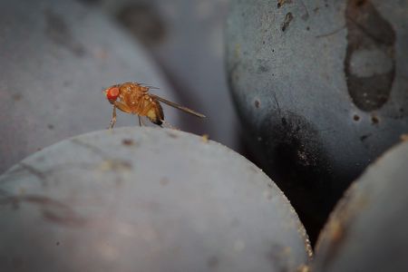A fruit fly sits on a grape. Adult fruit flies are typically only a few millimeters long.