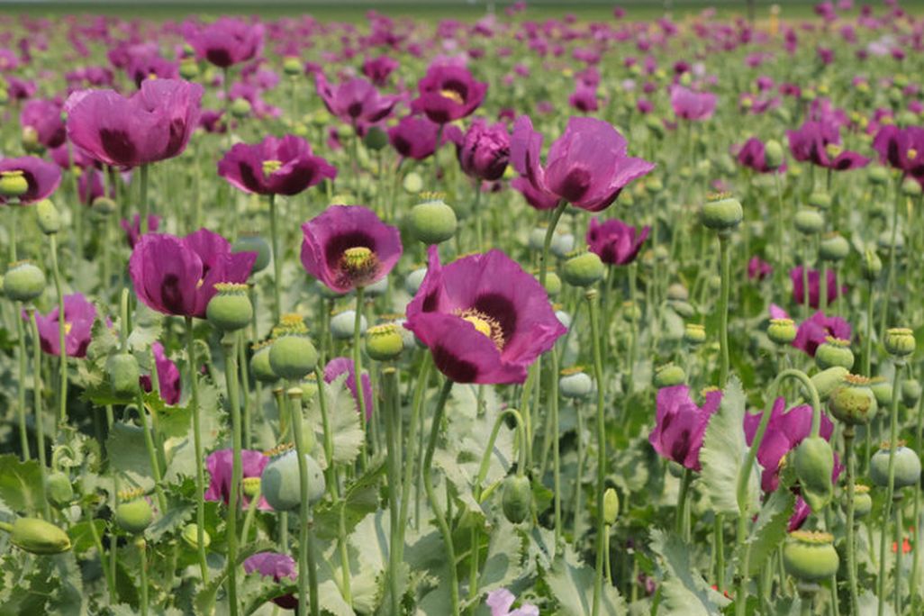 Poppies