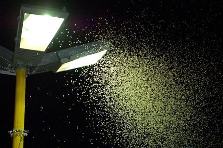 A mass of insects teems around an outdoor lamp in Brazil. 