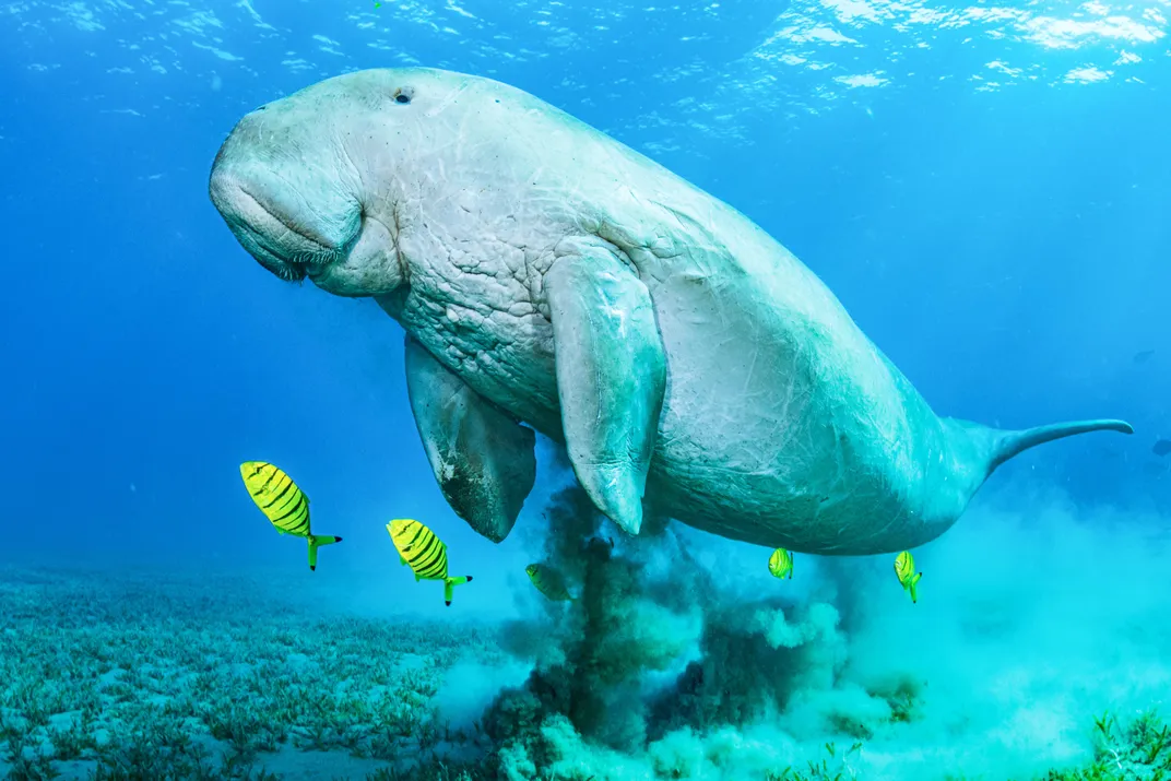 A dugong