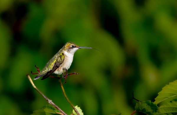 Ruby-throated Hummingbird Sticking Its' Tongue Out thumbnail