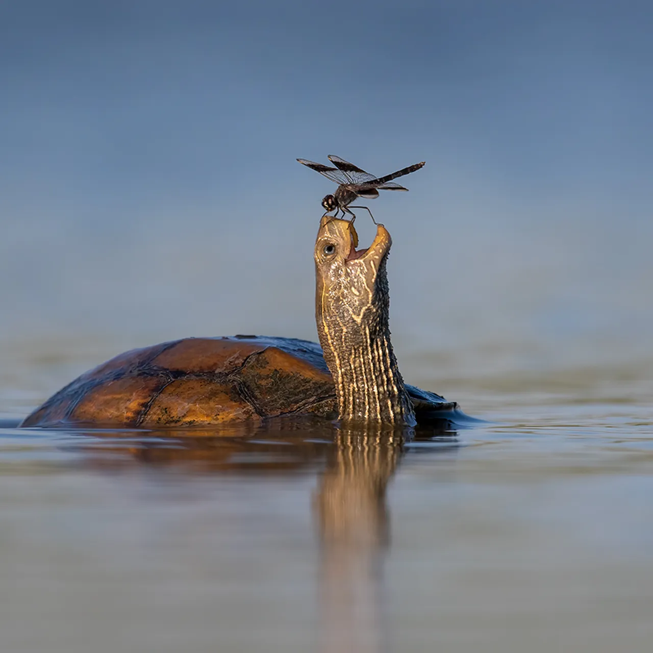 animal nature photography