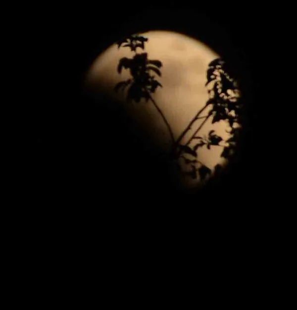 Blood moon with foliage thumbnail