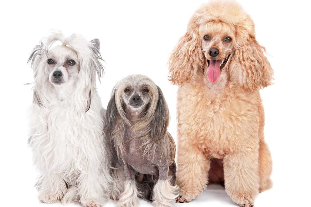 Three dogs sit at attention