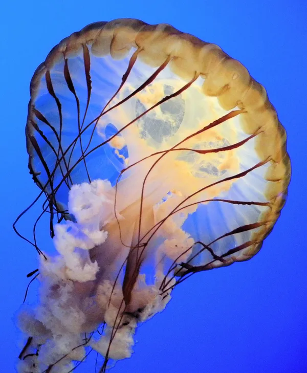 This Atlantic sea nettle jellyfish photo was taken at Ripley Aquarium of the Smokies in Gatlinburg Tennessee. thumbnail