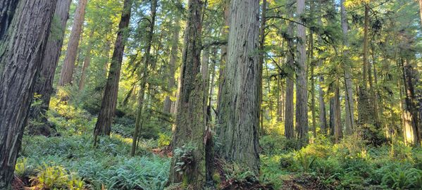 Norcal Redwoods thumbnail