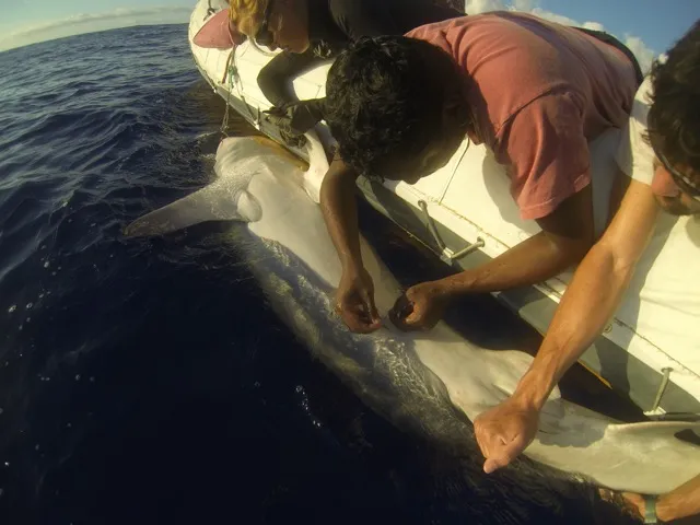 Why Is This Indian Ocean Island a Hot Spot for Shark Attacks?