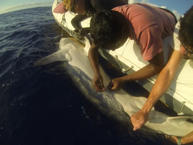 Video of shark attacking snorkeler in Maldives resurfaces; tourist