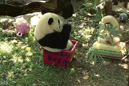 Bei Bei noshes on some bamboo in his "Birthday Boy" box as spectators look on. His "cake," shaped like a numeral 2, is visible to his right.