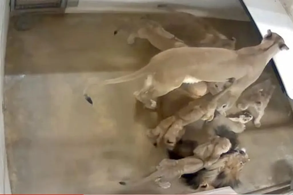 20110520110659lion-cubs-playing-youtube.jpg