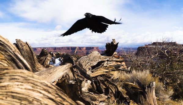 A Raven takes flight at Canyonlands Natinal Park thumbnail