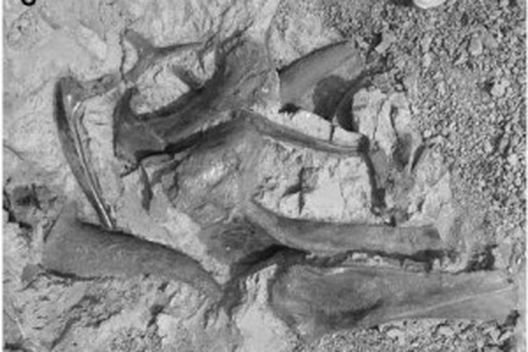 20110520083125triceratops-bonebed-jvp-300x226.jpg