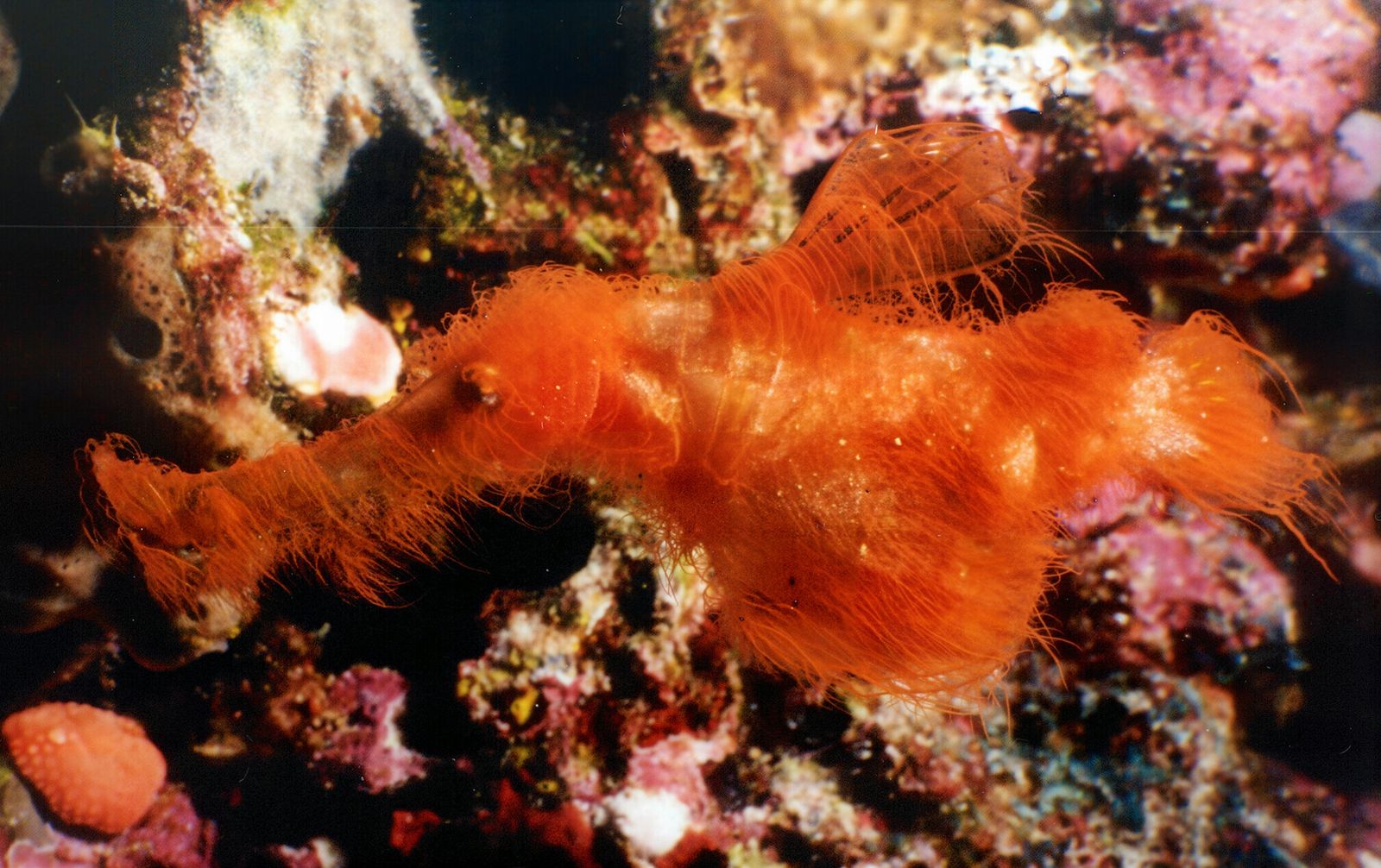 Meet the Newly Discovered Fuzzy Fish Species Named After Mr. Snuffleupagus From 'Sesame Street'