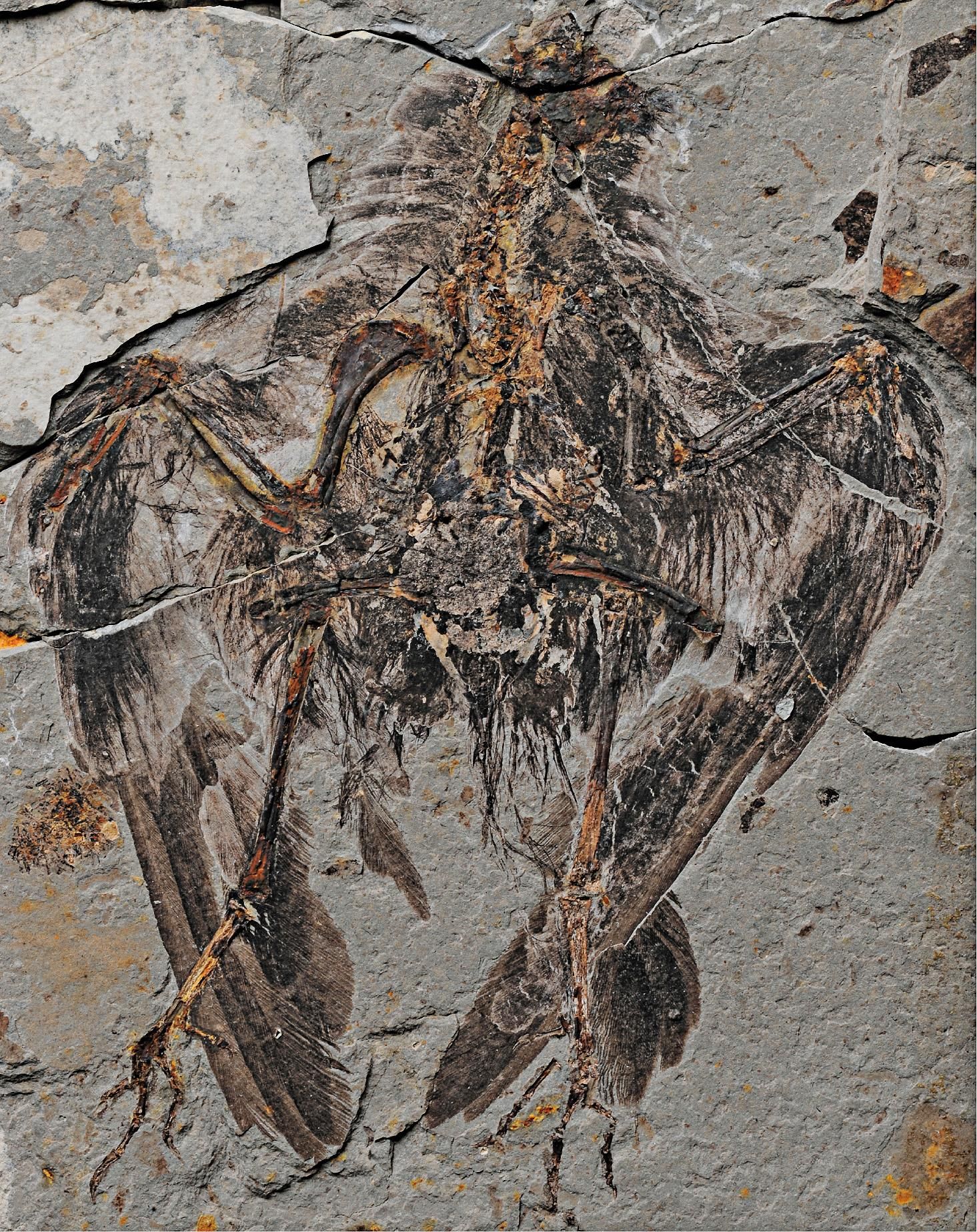 A Deep Dive Into the Skeleton of the Oldest-Known Modern Bird | Science|  Smithsonian Magazine
