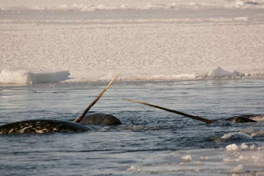 narwhalshave.jpg