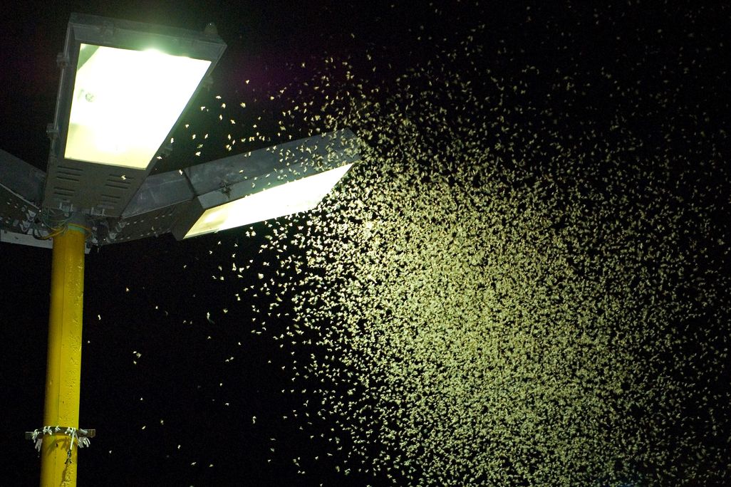 Bug Swarm