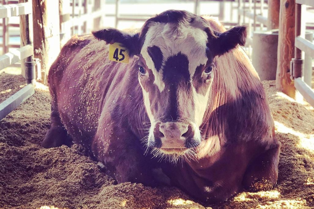 cow