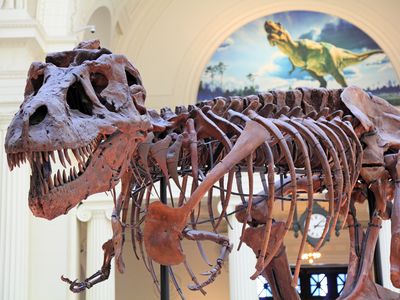 The Field Museum's famed T-Rex Sue may be long dead, but she still requires a lot of TLC.