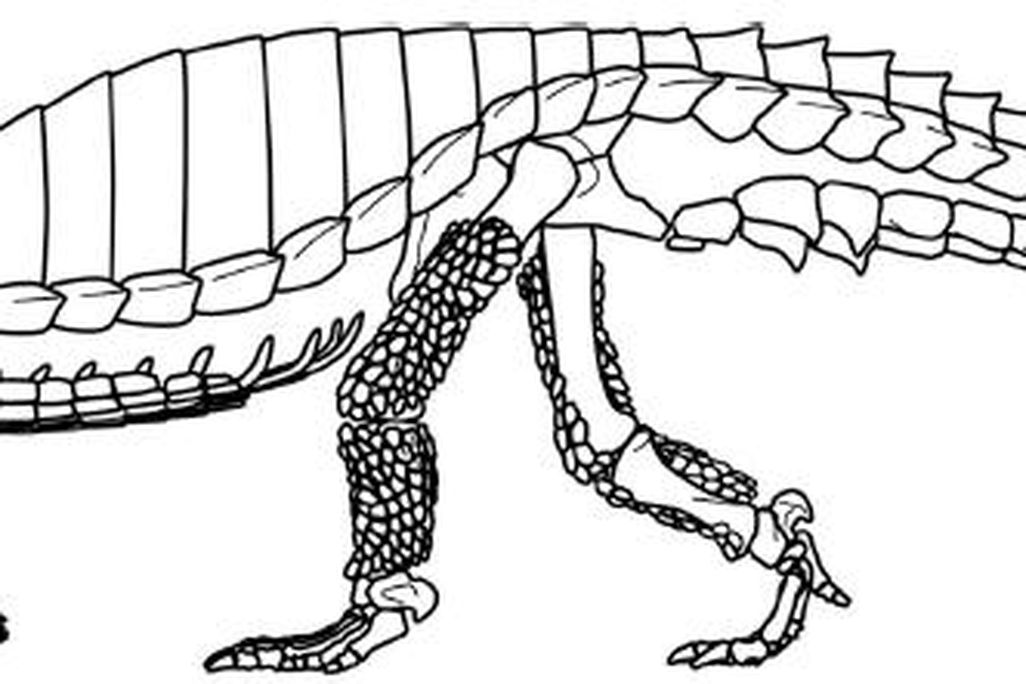 20110520083225Typothorax-restoration.jpg