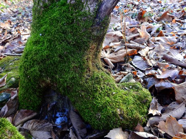 Nature's Tree Boot thumbnail