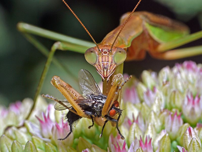 praying mantis fly