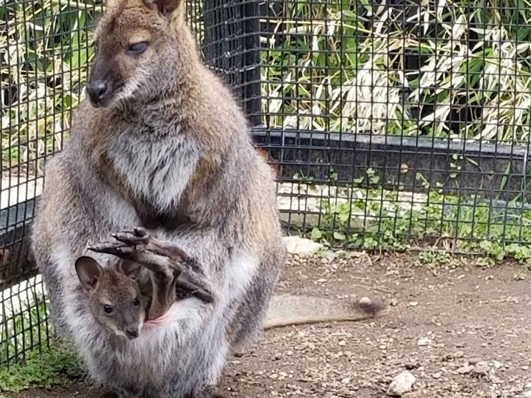 Wallaby joey