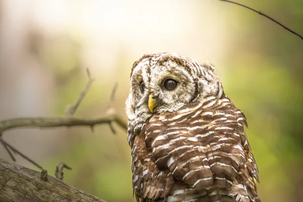 Owl on a log thumbnail