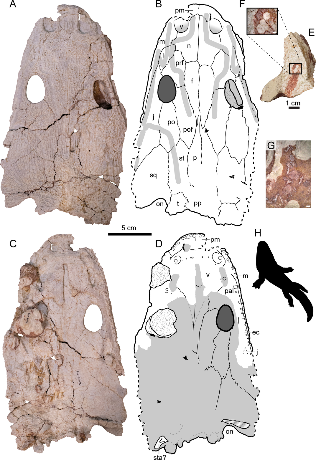 Pictures of fossilized skull next to diagrams