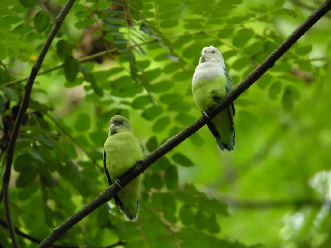 two lovebirds on a branch outside, one with a gray head and one that's all green