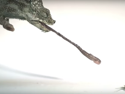 Trioceros hoehnelii, one of the 20 chameleons whose tongues a researcher tested for speed
