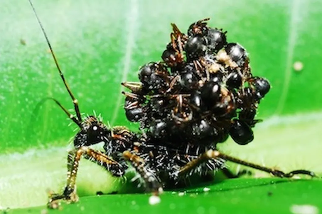 assassin-bug