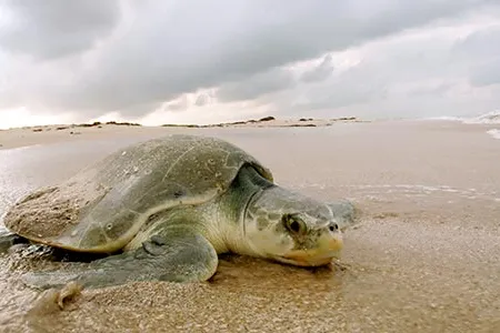 Kemp's ridleys are the world's smallest sea turtles and are also the most endangered.