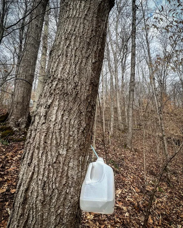 Waiting for Sap thumbnail