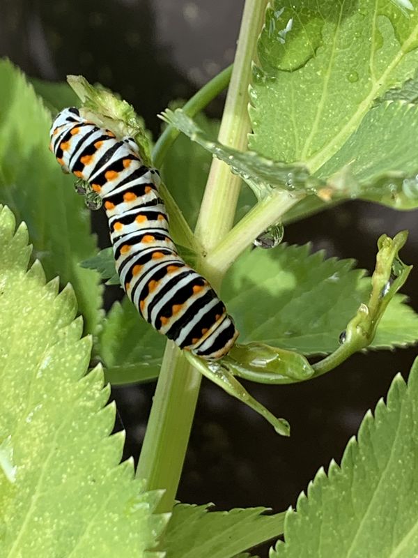 Swallowtail caterpillar eating his way to cocoon thumbnail