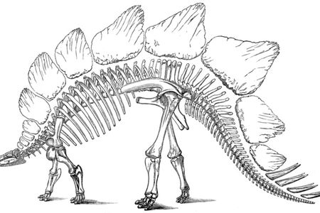 O.C. Marsh's conception of an eight-spiked Stegosaurus