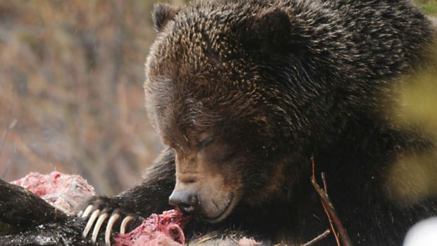 The grizzly bear, known as No. 122, eating the corpse of a black bear.