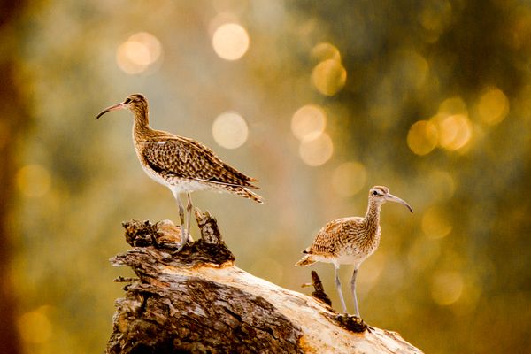 In a early morning of winter the whimbrel was caught while playing in the backlight condition. The natural bokeh make the environment more dramatic.
