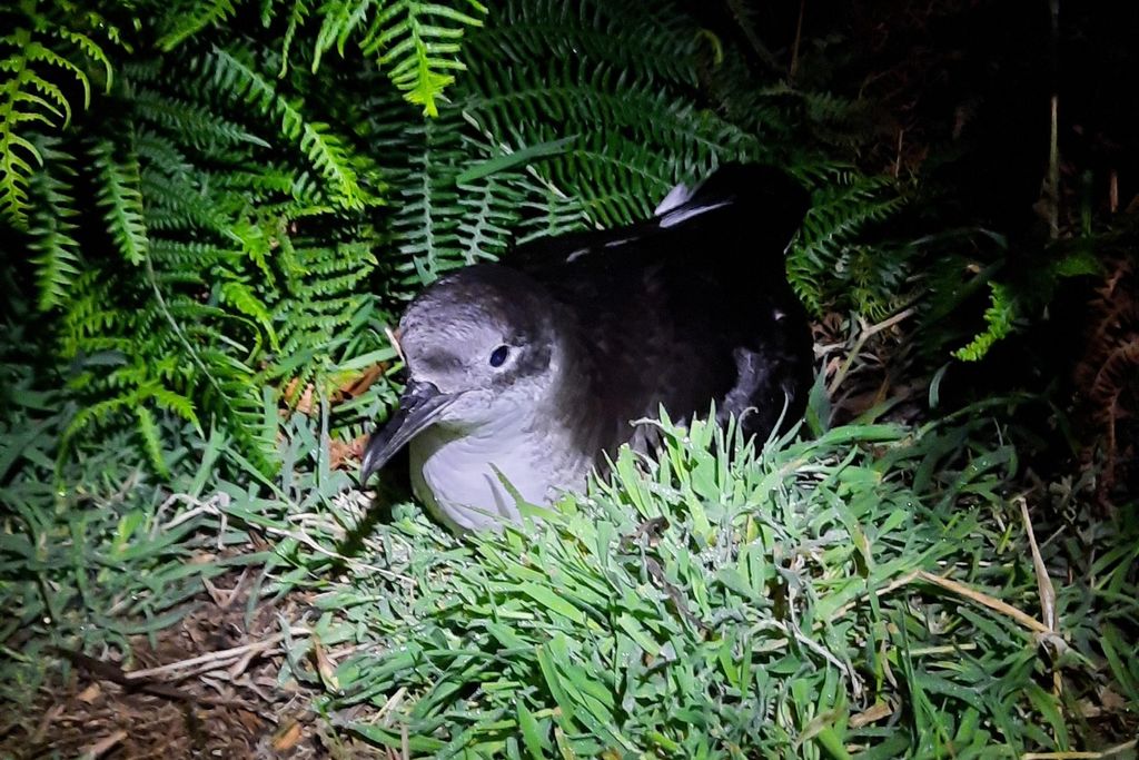 Manx Shearwater