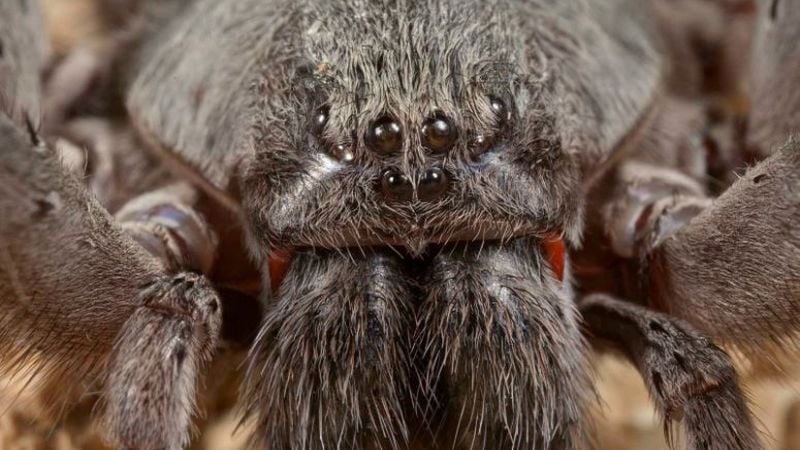 Terrifying new species of spider 'like a tarantula' discovered